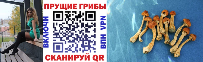 Псилоцибиновые грибы Cubensis  Купить закладки  Макушино 